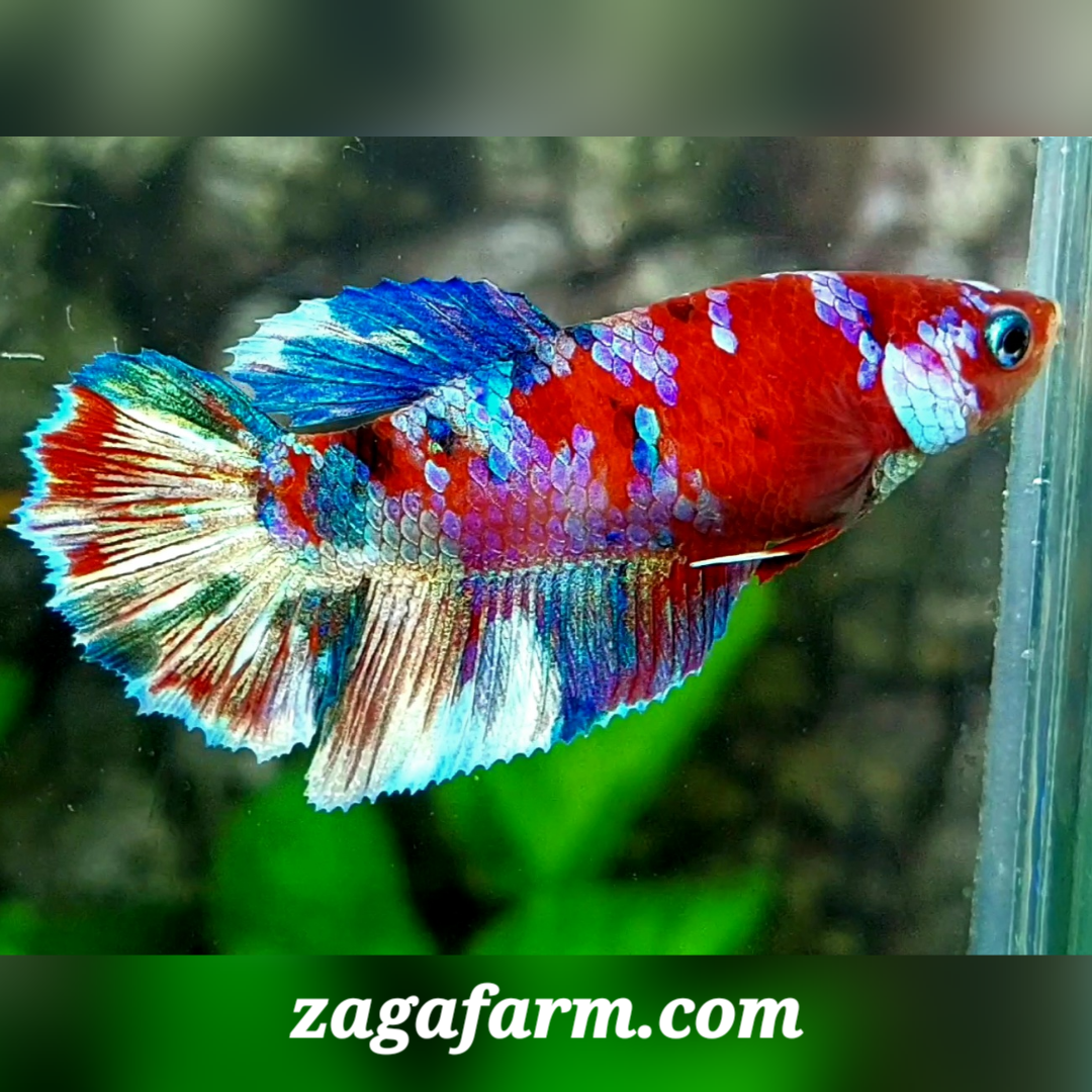 Red Purple Barongsai Lion Dance Halfmoon Female For Sorority / Breed