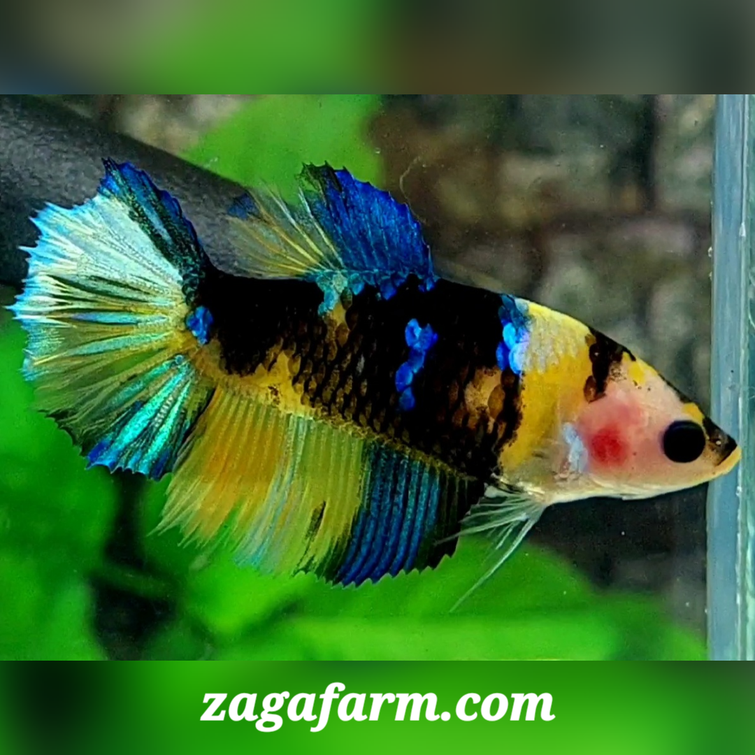 Yellow Tiger Galaxy Halfmoon Female For Sorority / Breed