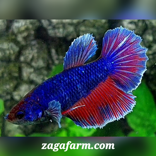 Purple Red Halfmoon Female For Sorority / Breed