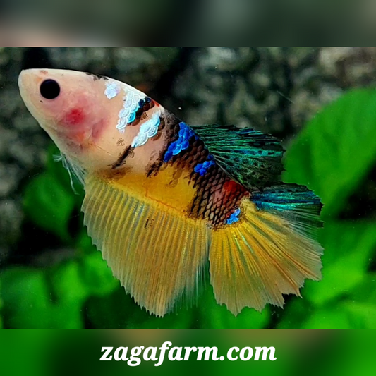 Multicolor Galaxy Halfmoon Female For Sorority / Breed