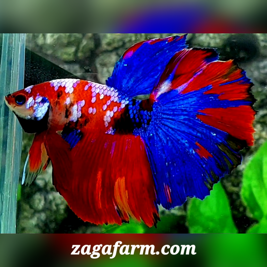 Multicolor Red Galaxy Halfmoon Male