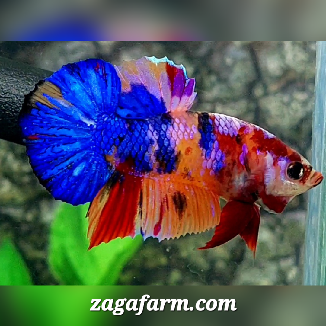 Multicolor Candy Galaxy HMPK Male