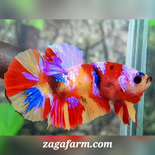 Multicolor Candy Galaxy HMPK Male