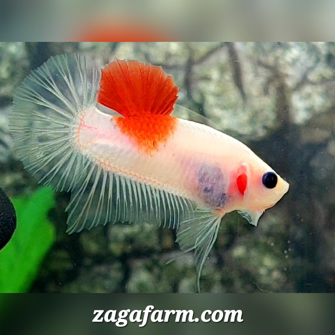 Koi Tancho HMPK Male