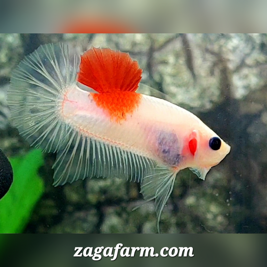 Koi Tancho HMPK Male