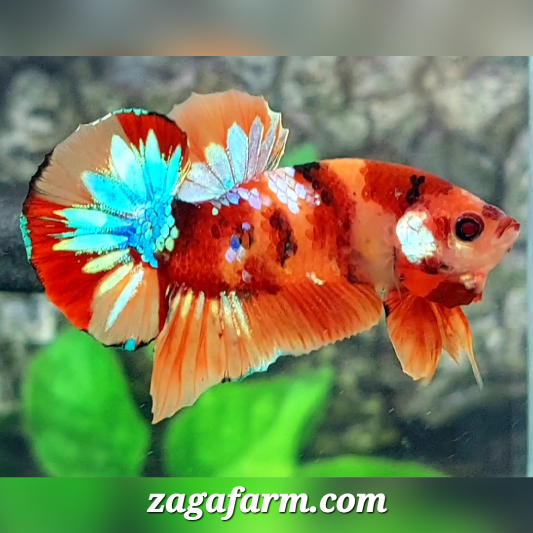 Multicolor Candy Galaxy HMPK Male