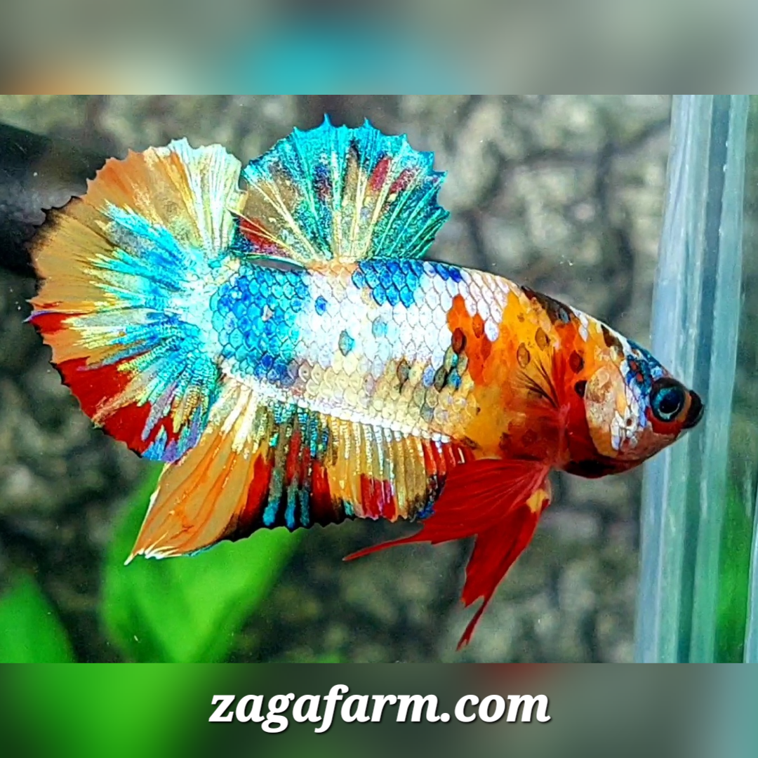 Multicolor Yellowbase HMPK Male