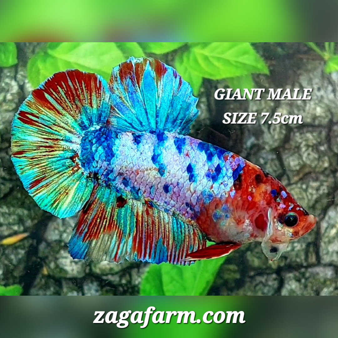 Multicolor Candy JUMBO GIANT HMPK Male