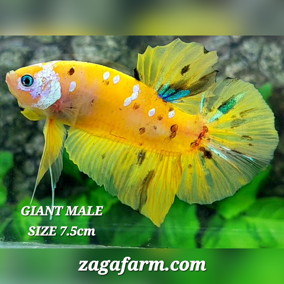 Yellow Galaxy JUMBO GIANT HMPK Male