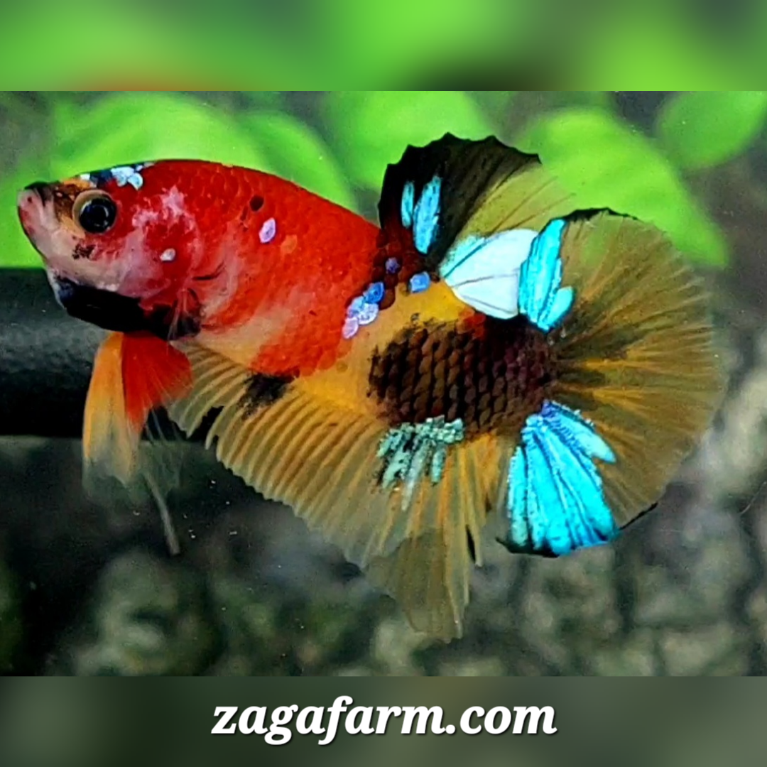 Multicolor Yellowbase Koi Galaxy HMPK Male