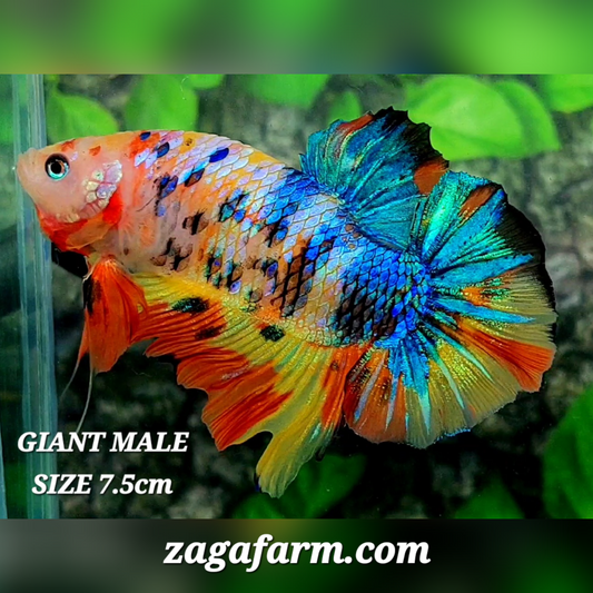 Multicolor Galaxy JUMBO GIANT HMPK Male