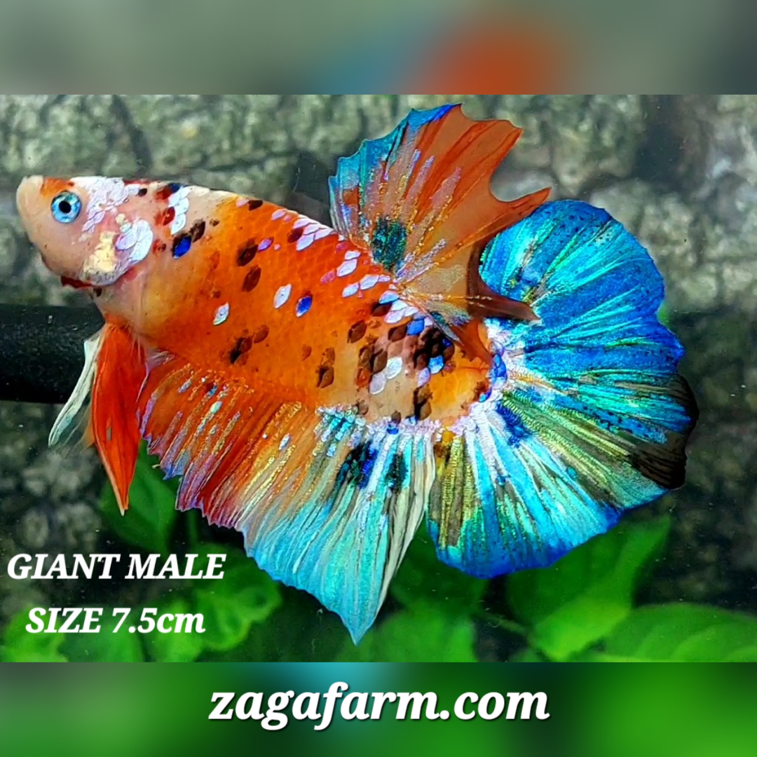 Multicolor Orange Galaxy JUMBO GIANT HMPK Male