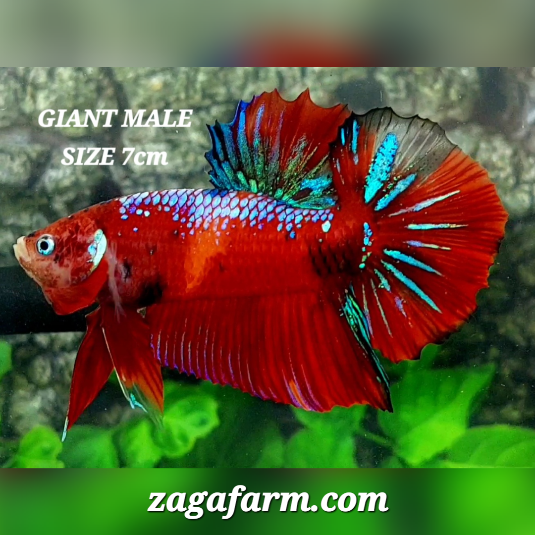 Red Koi Samurai JUMBO GIANT HMPK Male