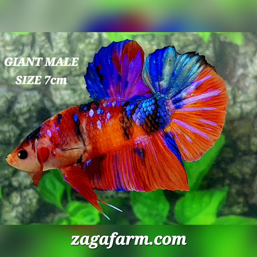 Multicolor Candy Galaxy JUMBO GIANT HMPK Male