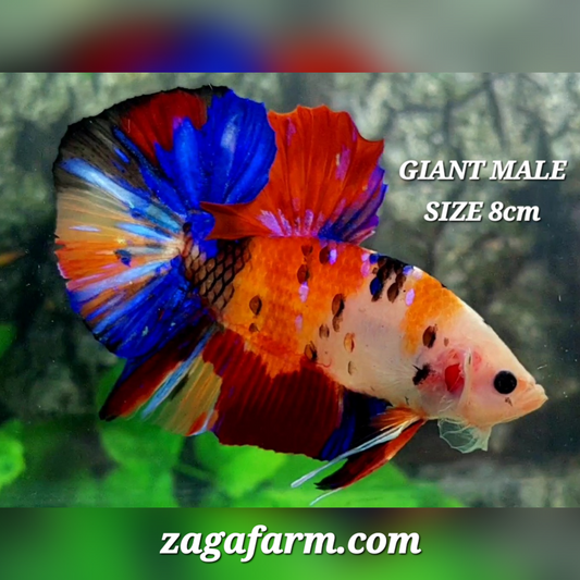 Multicolor Candy Tiger Galaxy JUMBO GIANT HMPK Male