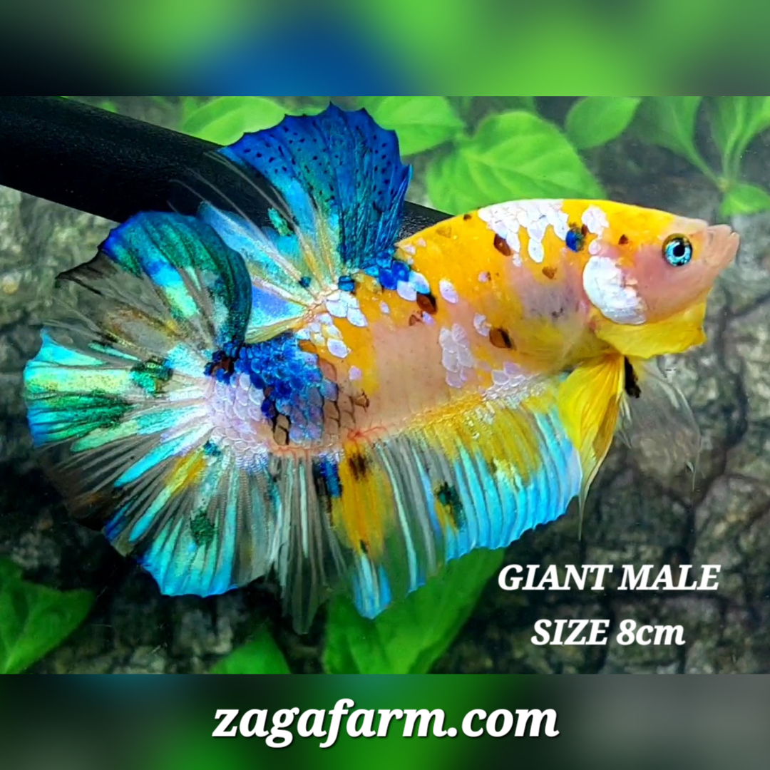 Yellow Koi Skyblue Galaxy JUMBO GIANT HMPK Male