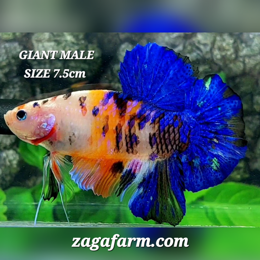 Multicolor Candy Tiger JUMBO GIANT HMPK Male