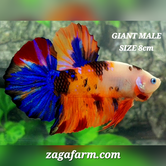 Multicolor Orange Tiger JUMBO GIANT HMPK Male