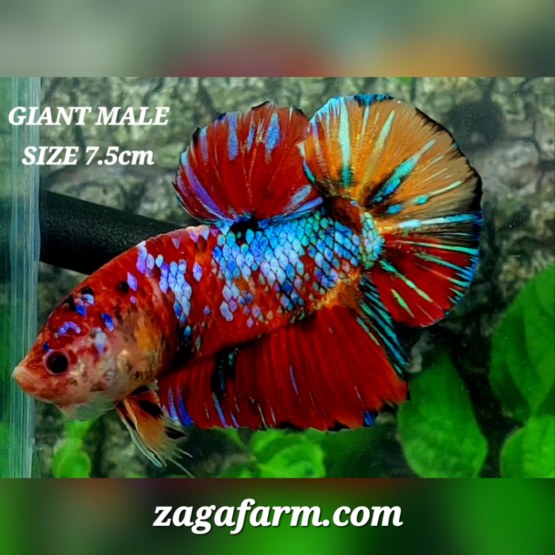 Multicolor Red Galaxy JUMBO GIANT HMPK Male