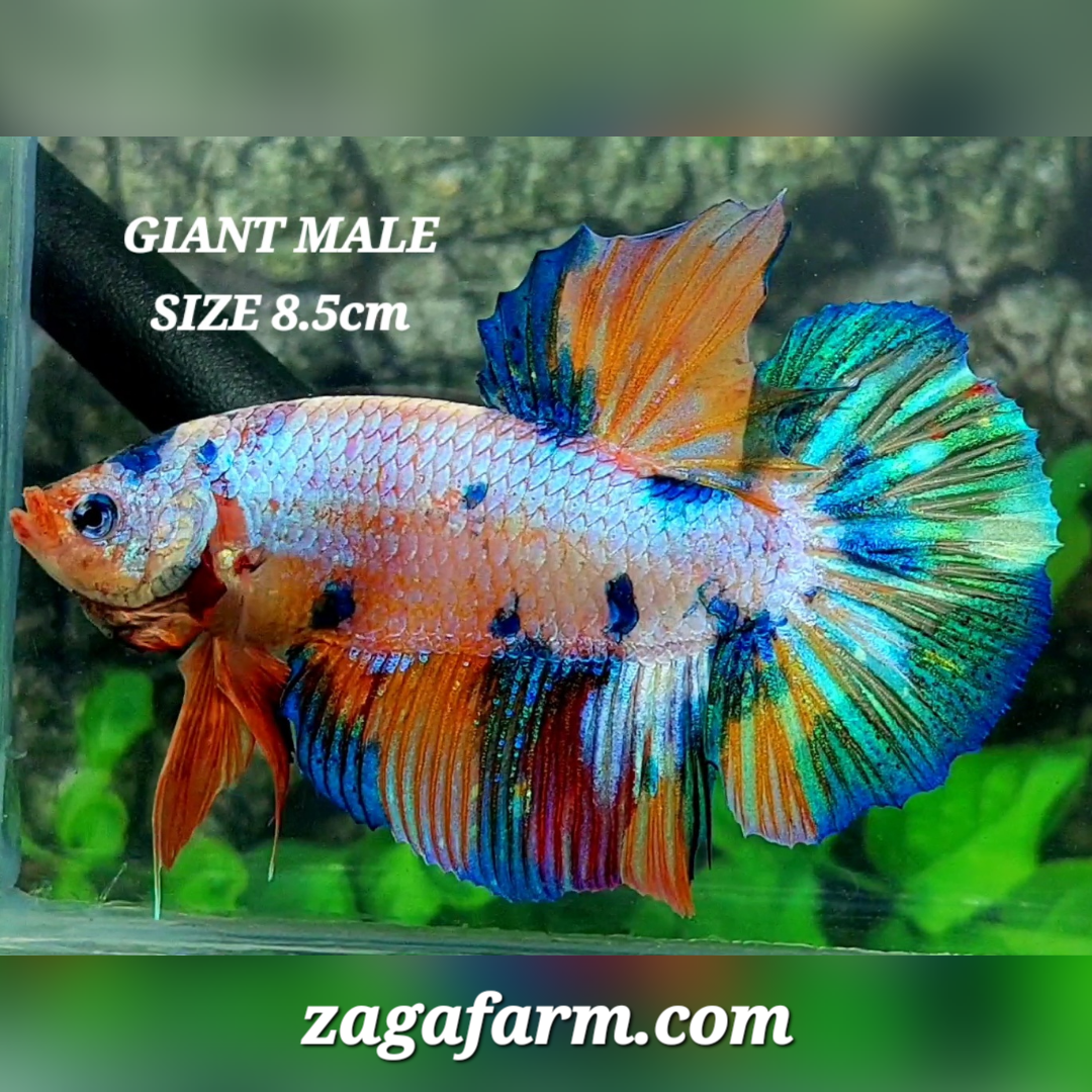 Multicolor Metalic JUMBO GIANT HMPK Male