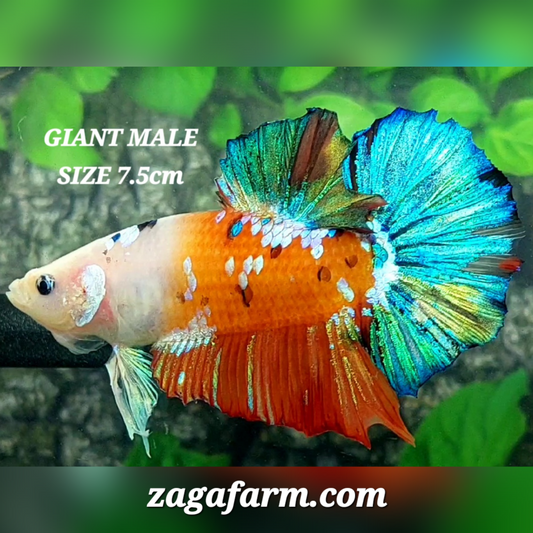 Multicolor Half Orange Galaxy JUMBO GIANT HMPK Male