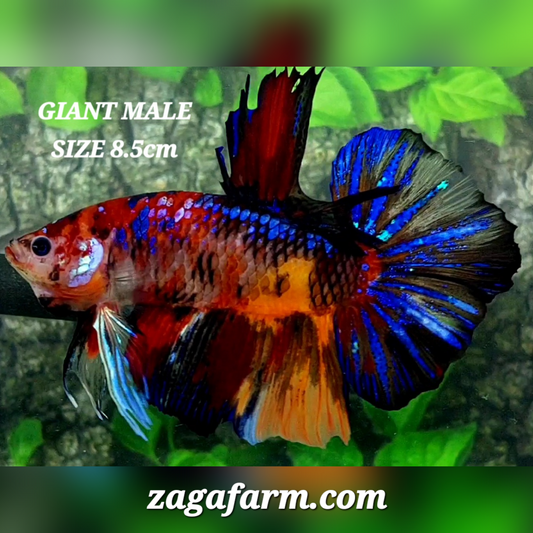 Multicolor Koi Tiger Galaxy JUMBO GIANT HMPK Male