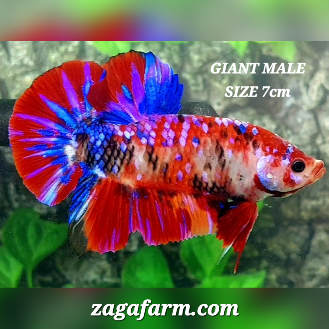 Red Koi Purple Galaxy JUMBO GIANT HMPK Male