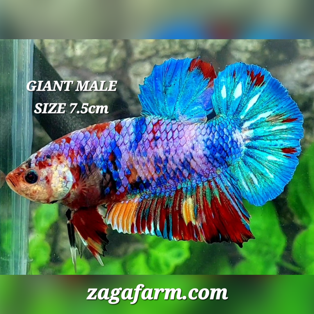 Multicolor Candy JUMBO GIANT HMPK Male