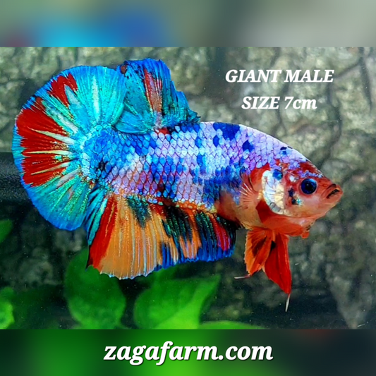 Multicolor JUMBO GIANT HMPK Male