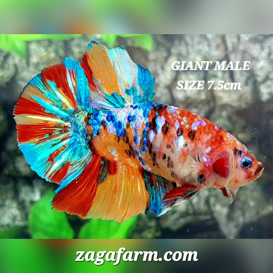 Multicolor Candy Galaxy JUMBO GIANT HMPK Male