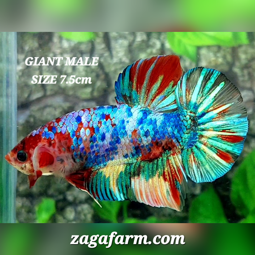 Multicolor Galaxy JUMBO GIANT HMPK Male