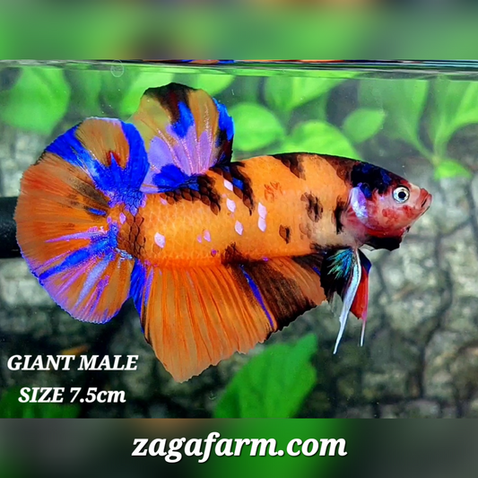 Multicolor Orange Tiger Galaxy JUMBO GIANT HMPK Male