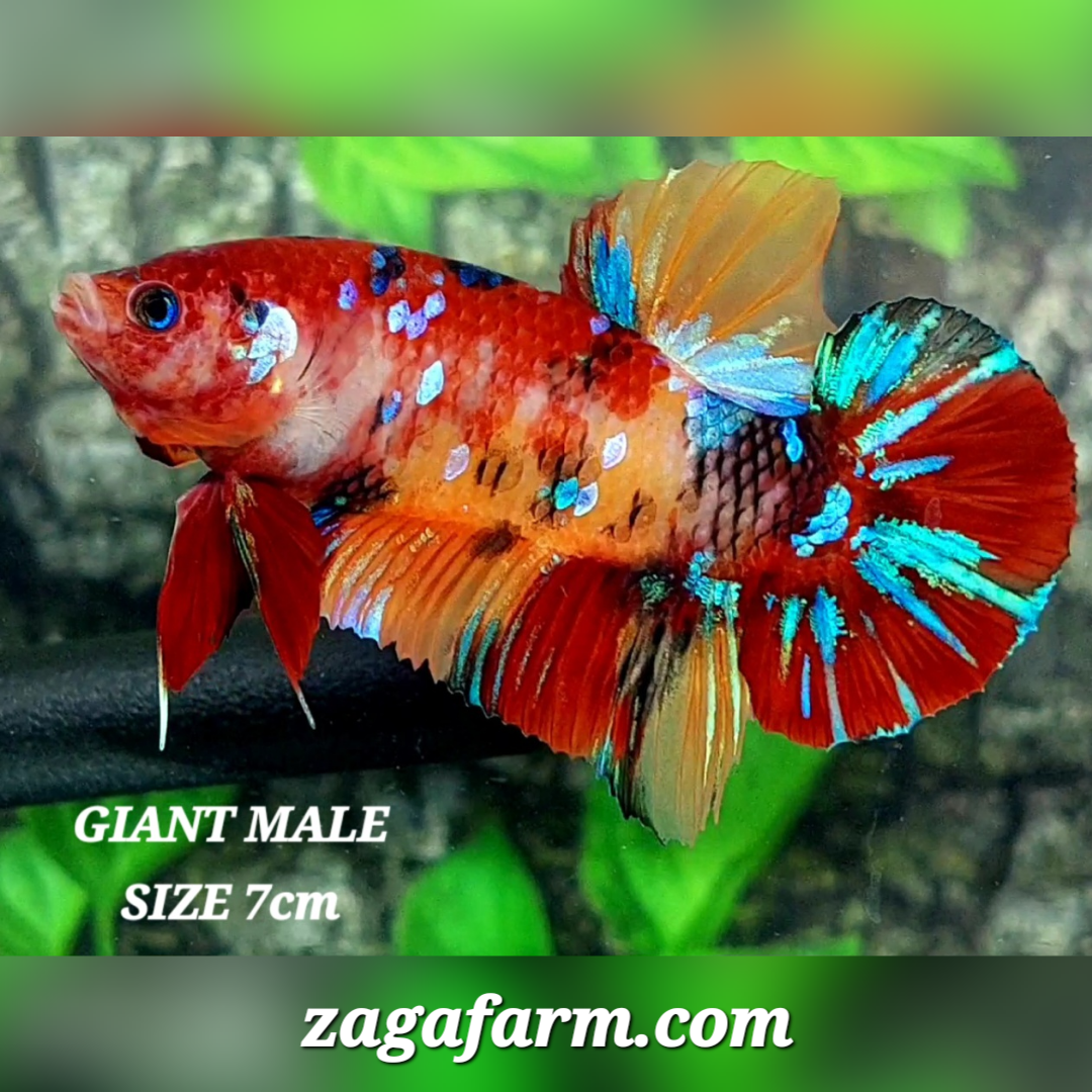 Multicolor Koi Galaxy JUMBO GIANT HMPK Male