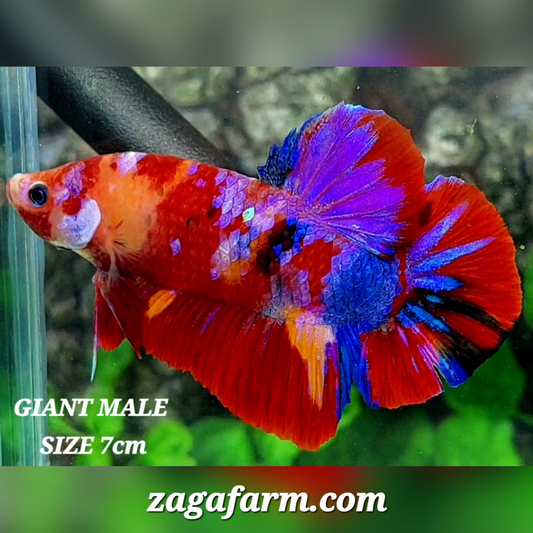 Multicolor Candy Purple Galaxy JUMBO GIANT HMPK Male