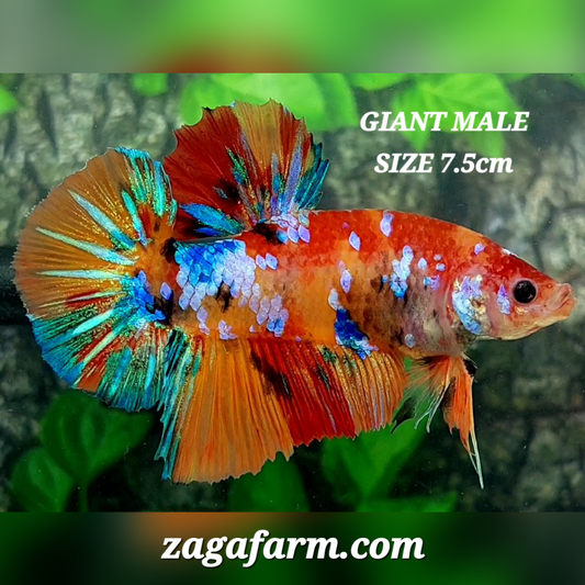 Multicolor Candy Galaxy JUMBO GIANT HMPK Male