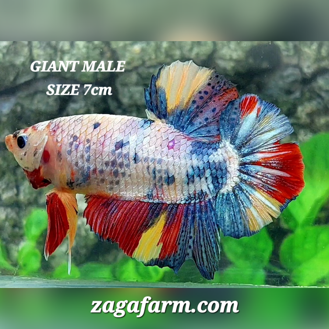 Multicolor Candy JUMBO GIANT HMPK Male