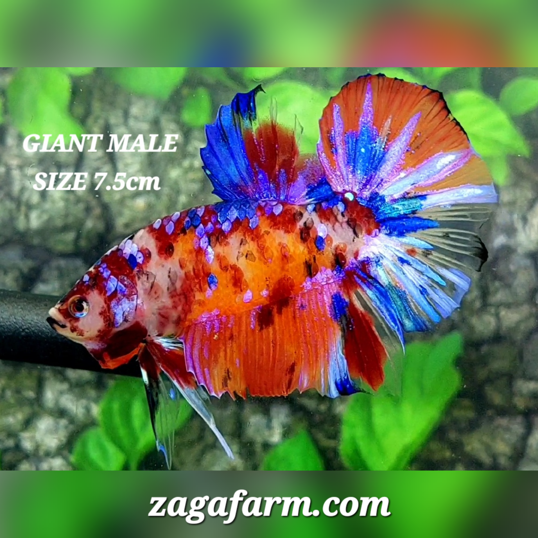 Multicolor Candy Galaxy JUMBO GIANT HMPK Male