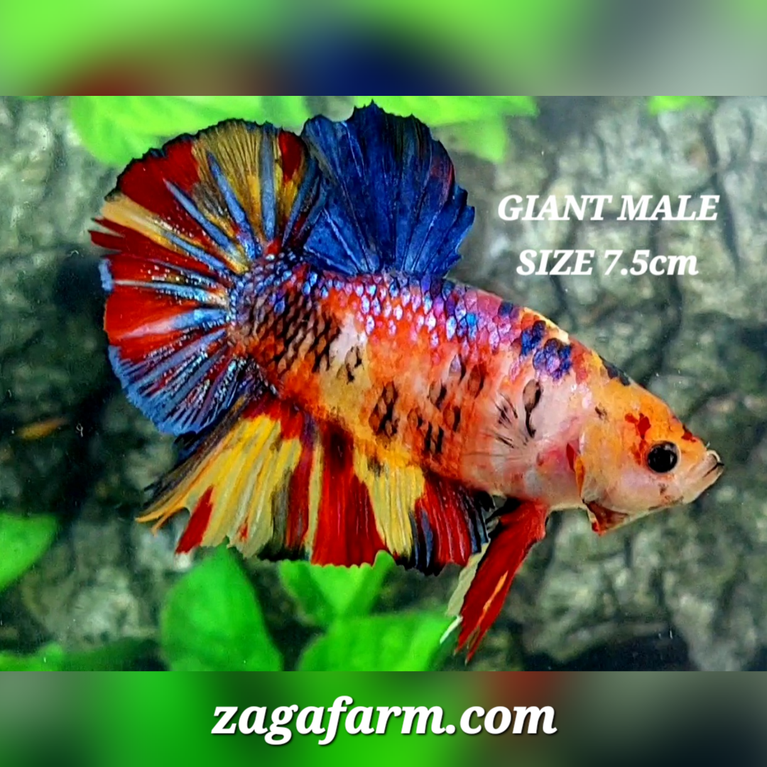 Multicolor Galaxy JUMBO GIANT HMPK Male