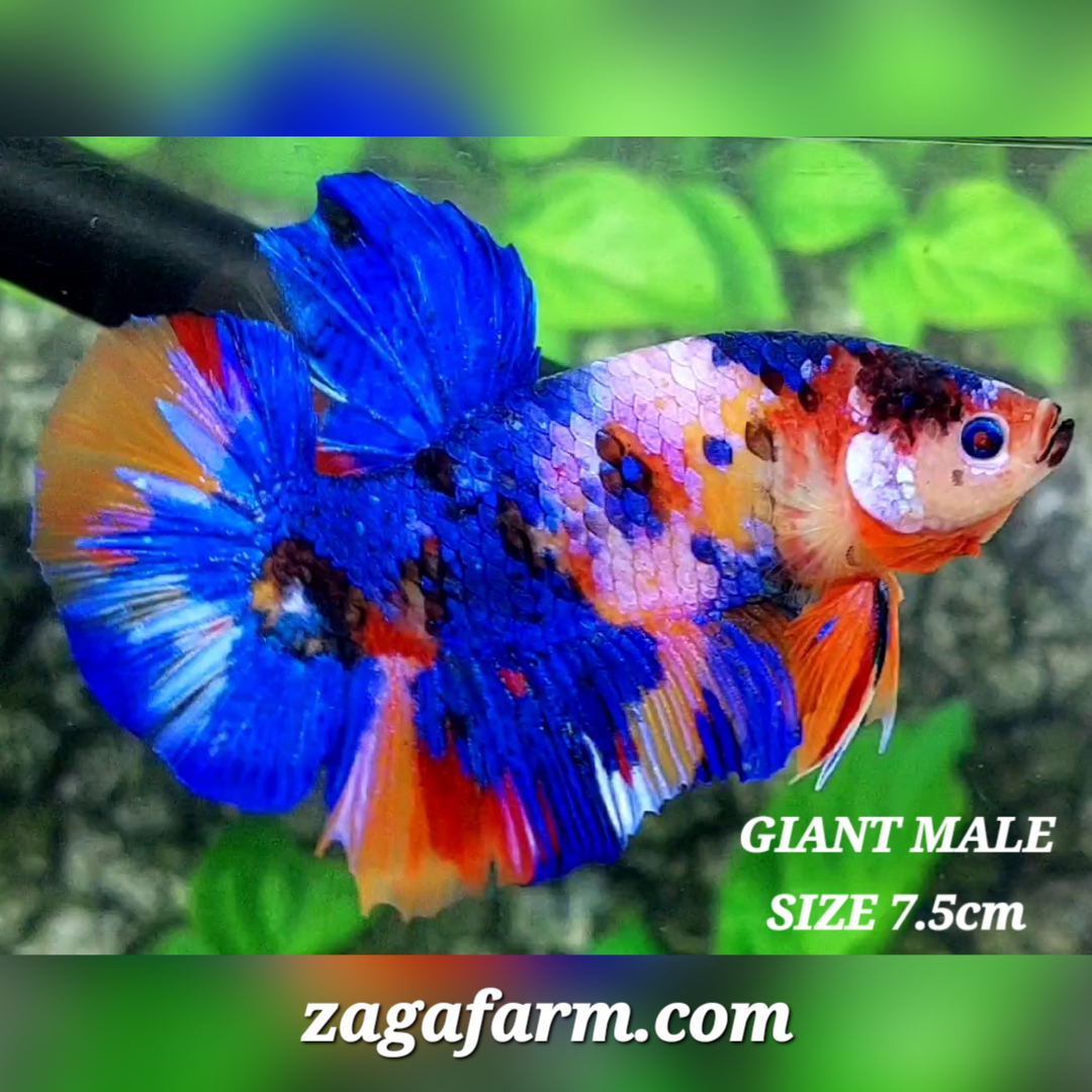 Multicolor Candy Galaxy JUMBO GIANT HMPK Male