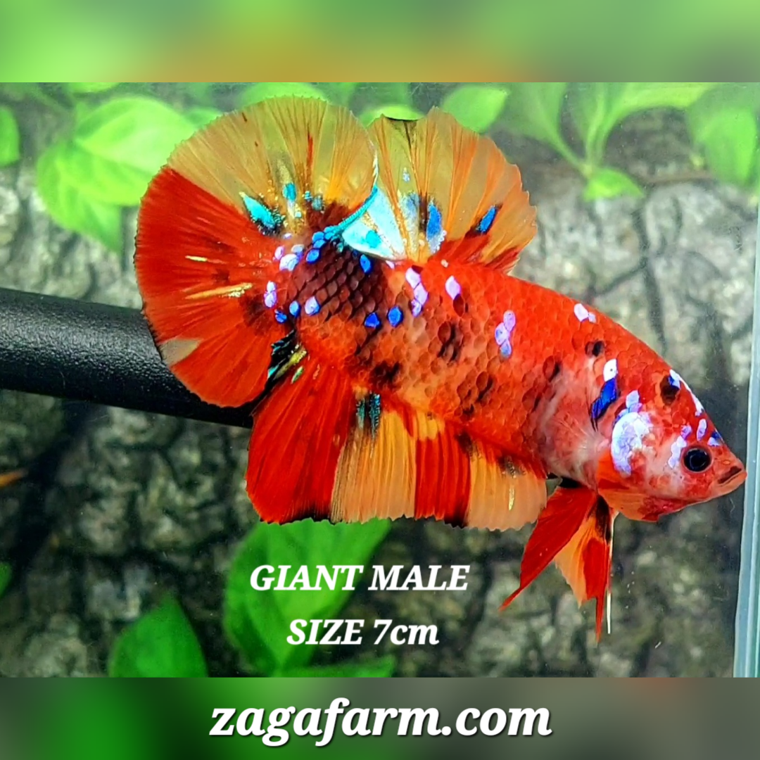 Multicolor Candy Galaxy JUMBO GIANT HMPK Male