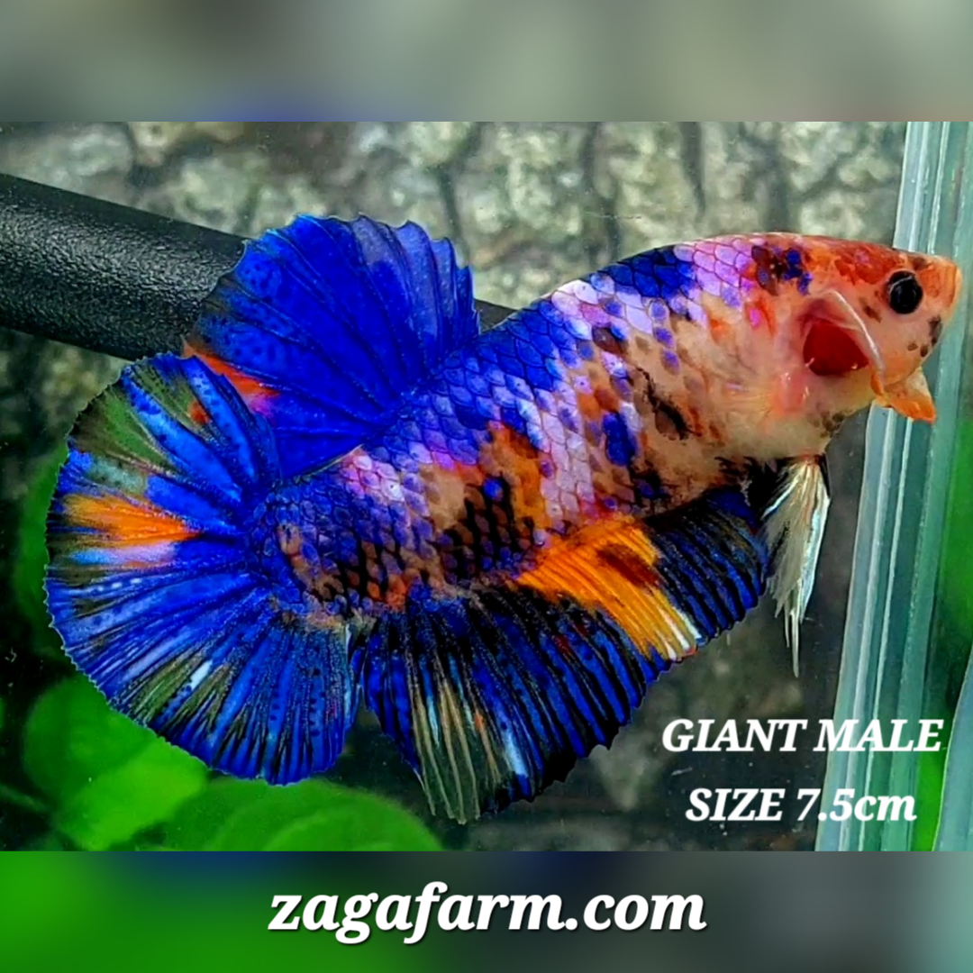 Multicolor Galaxy JUMBO GIANT HMPK Male