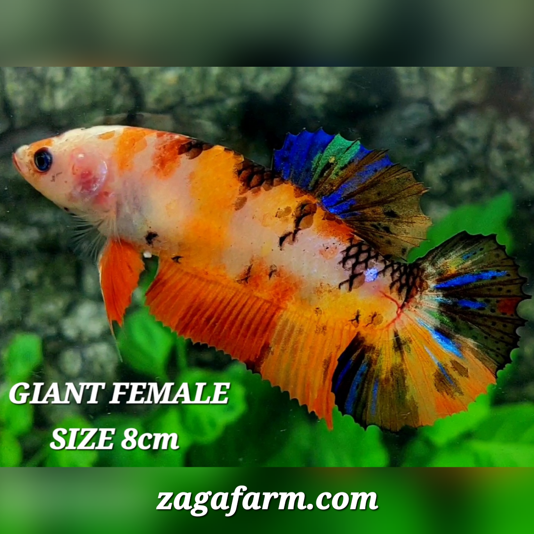 Orange Koi Tiger JUMBO GIANT HMPK Female