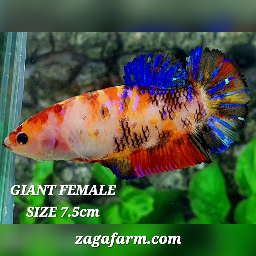 Multicolor Candy Galaxy JUMBO GIANT HMPK Female