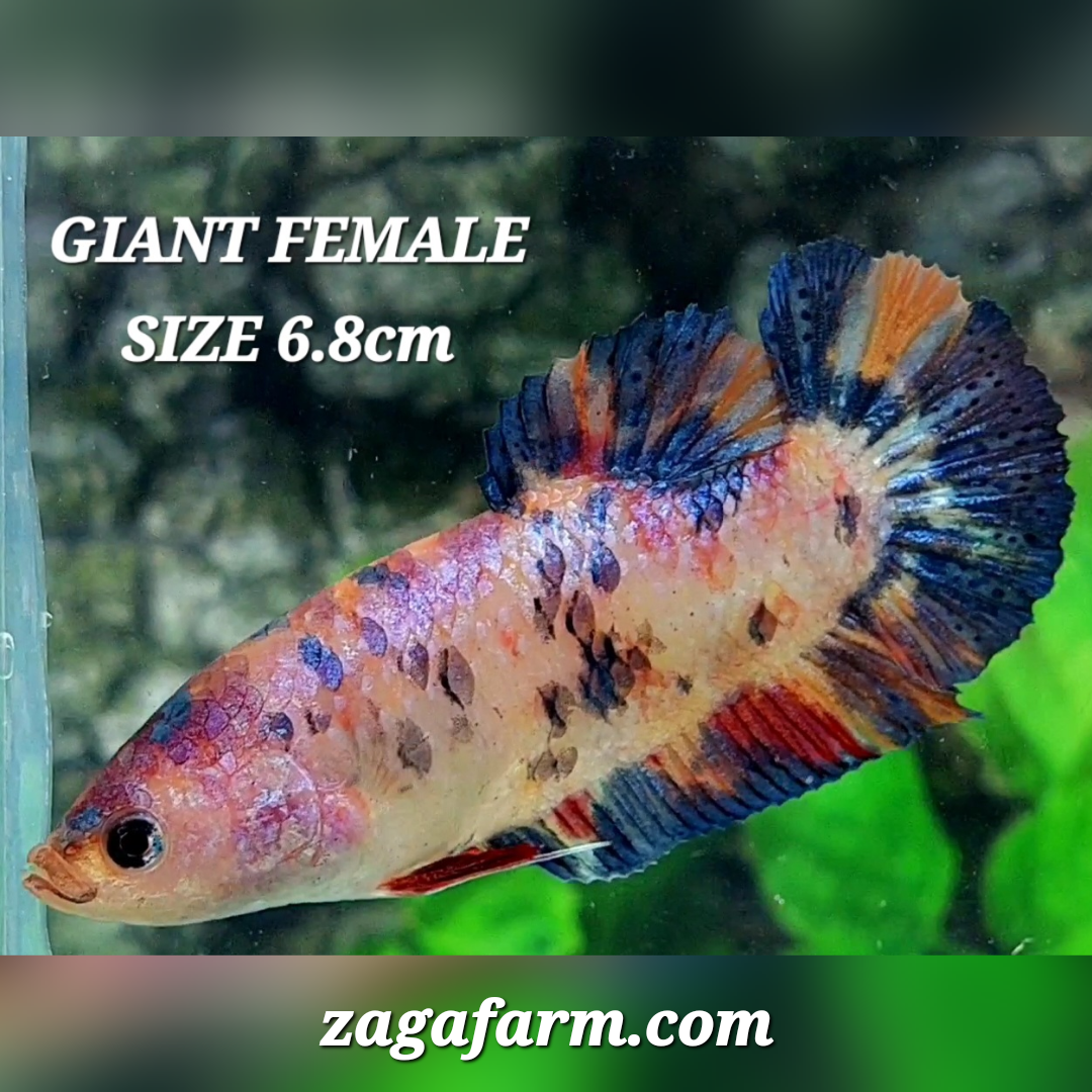 Multicolor Candy JUMBO GIANT HMPK Female