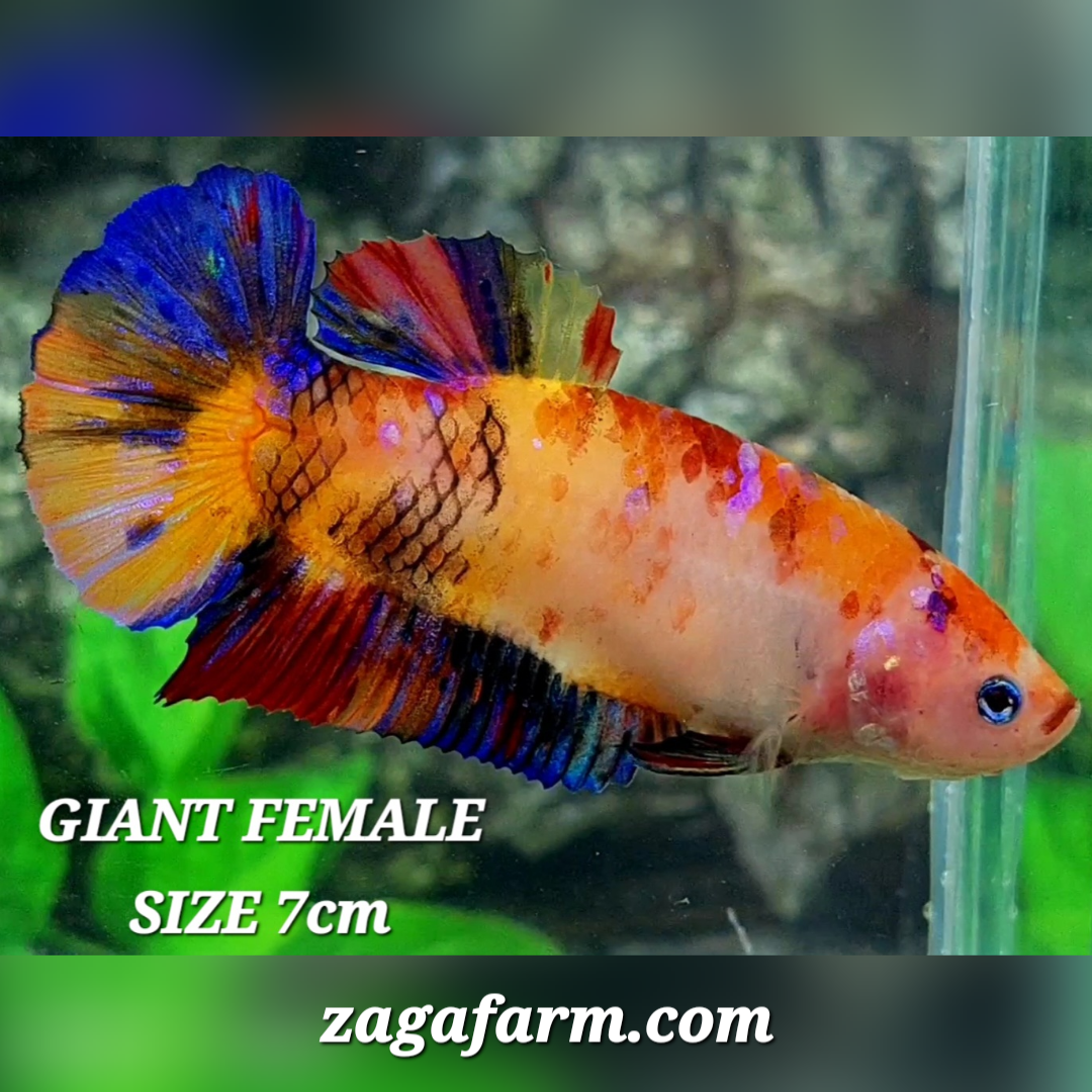 Multicolor Candy JUMBO GIANT HMPK Female