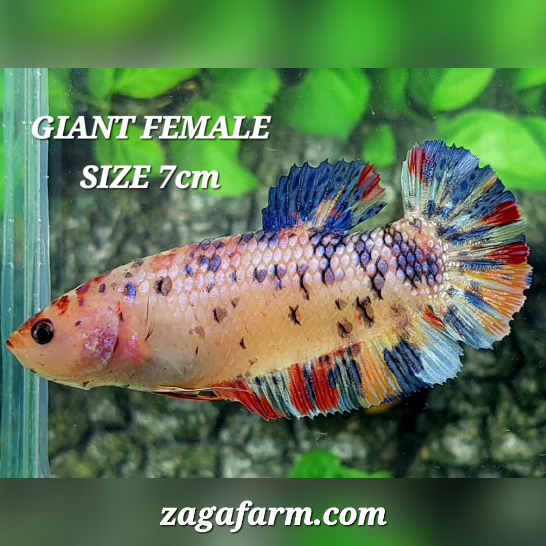 Multicolor Candy JUMBO GIANT HMPK Female