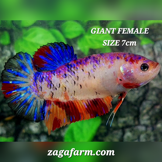 Multicolor Purple Candy Startail JUMBO GIANT HMPK Female