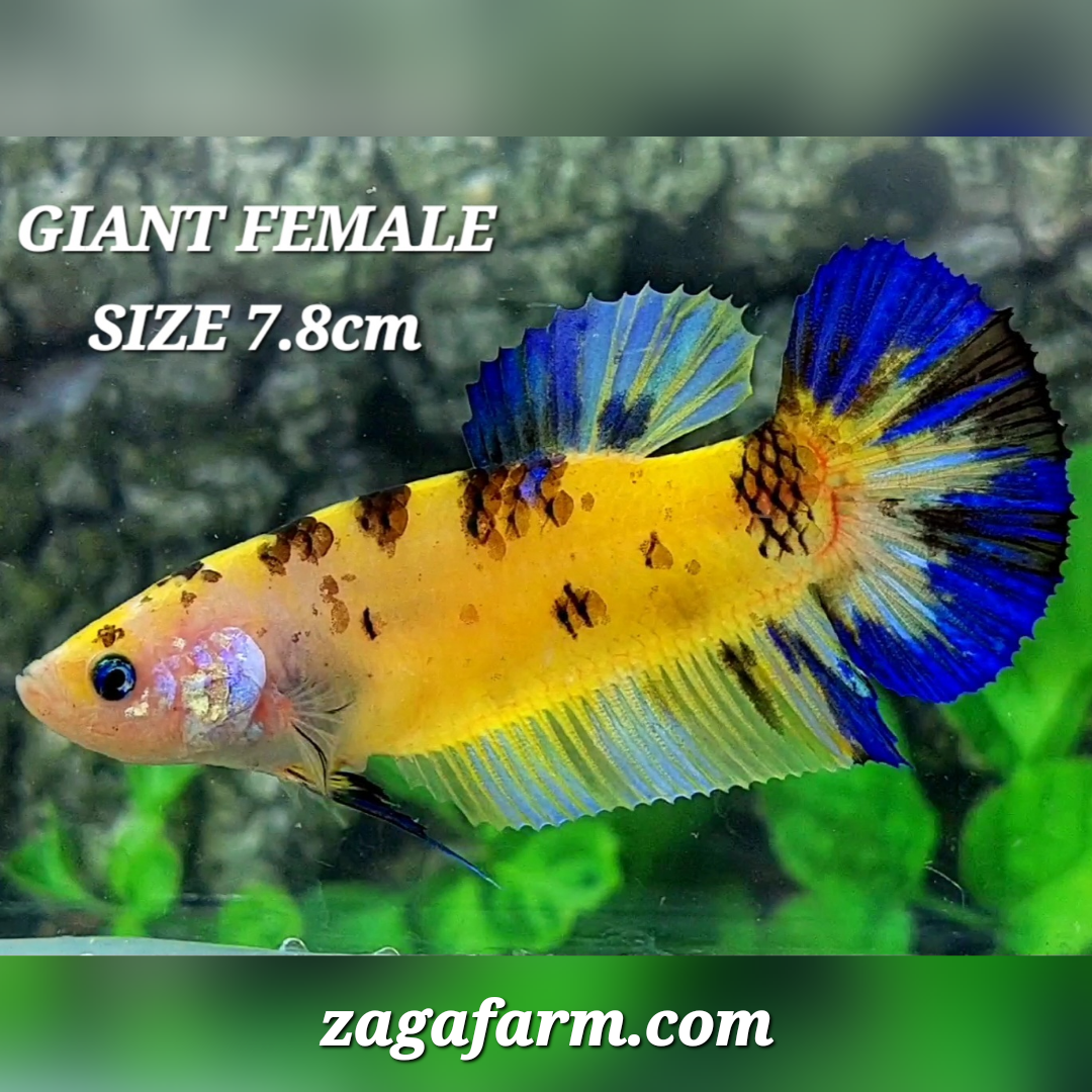 Yellow Blue Tiger JUMBO GIANT HMPK Female