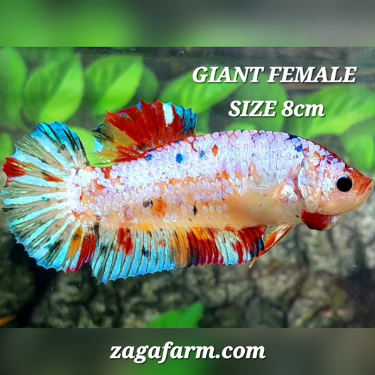 Multicolor Pink Candy JUMBO GIANT HMPK Female