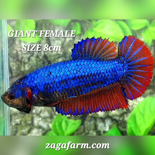 Purple Red JUMBO GIANT HMPK Female